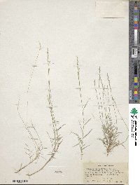 Muhlenbergia curtifolia image