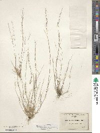 Muhlenbergia microsperma image