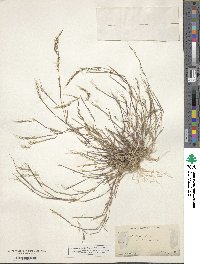 Muhlenbergia microsperma image