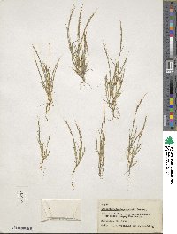 Muhlenbergia depauperata image