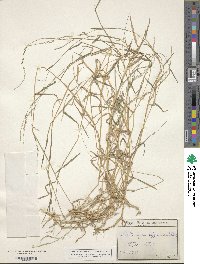 Muhlenbergia schreberi image