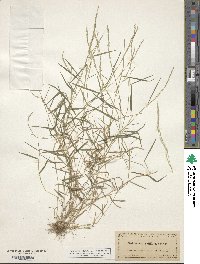 Muhlenbergia schreberi image