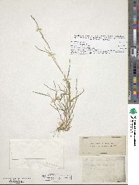 Muhlenbergia schreberi image