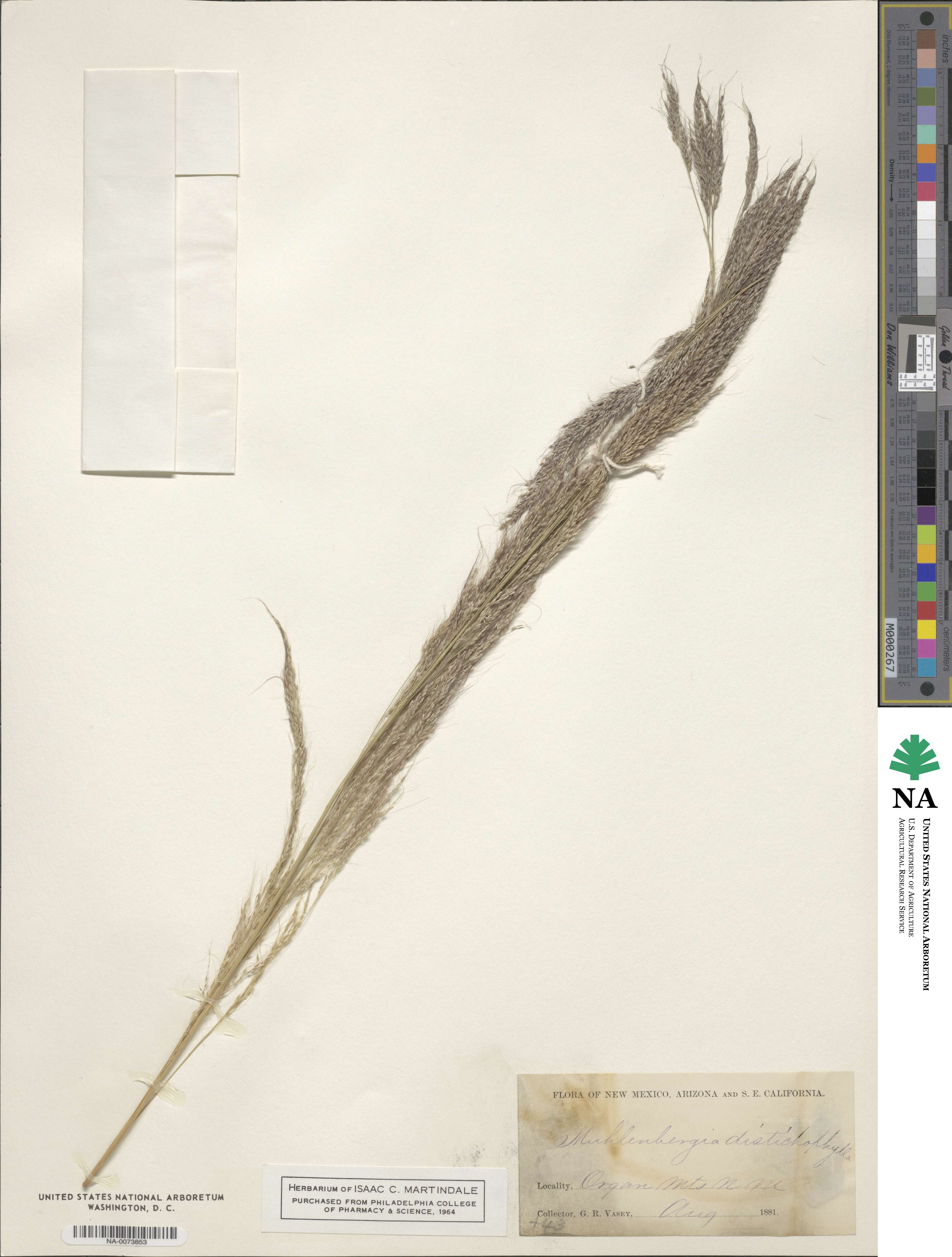 Muhlenbergia distichophylla image