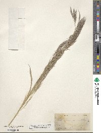 Image of Muhlenbergia distichophylla