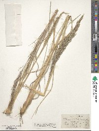 Muhlenbergia distichophylla image