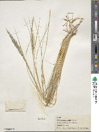 Muhlenbergia dubia image