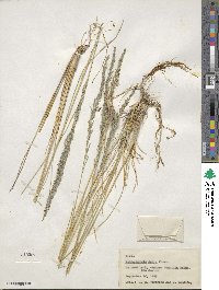 Muhlenbergia dubia image