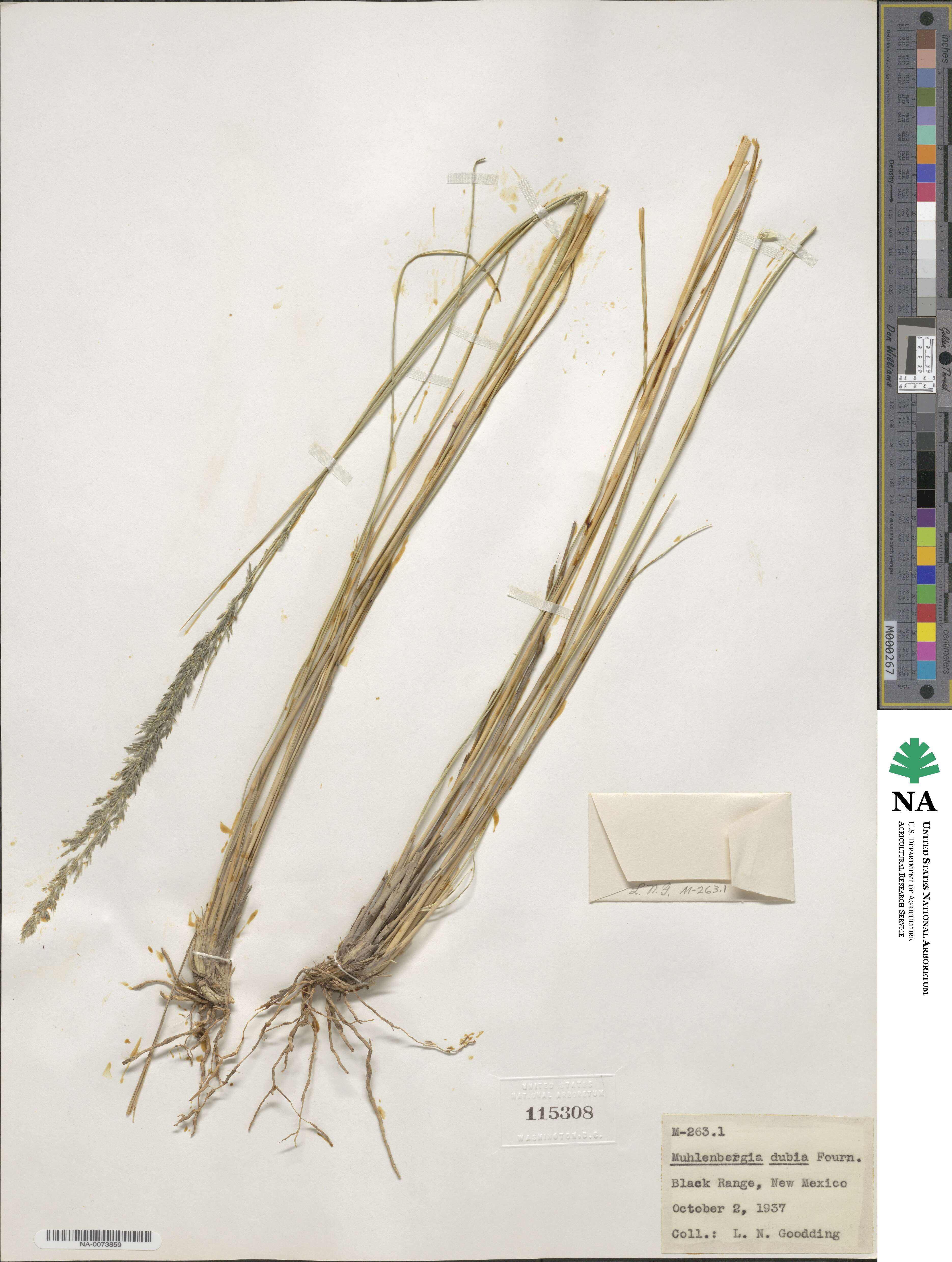 Muhlenbergia dubia image