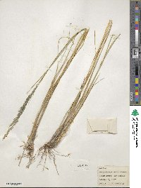 Muhlenbergia dubia image