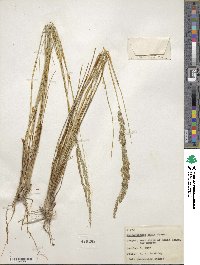 Muhlenbergia dubia image