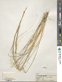 Muhlenbergia palmeri image