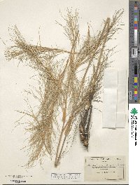 Image of Muhlenbergia dumosa