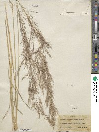 Muhlenbergia emersleyi image