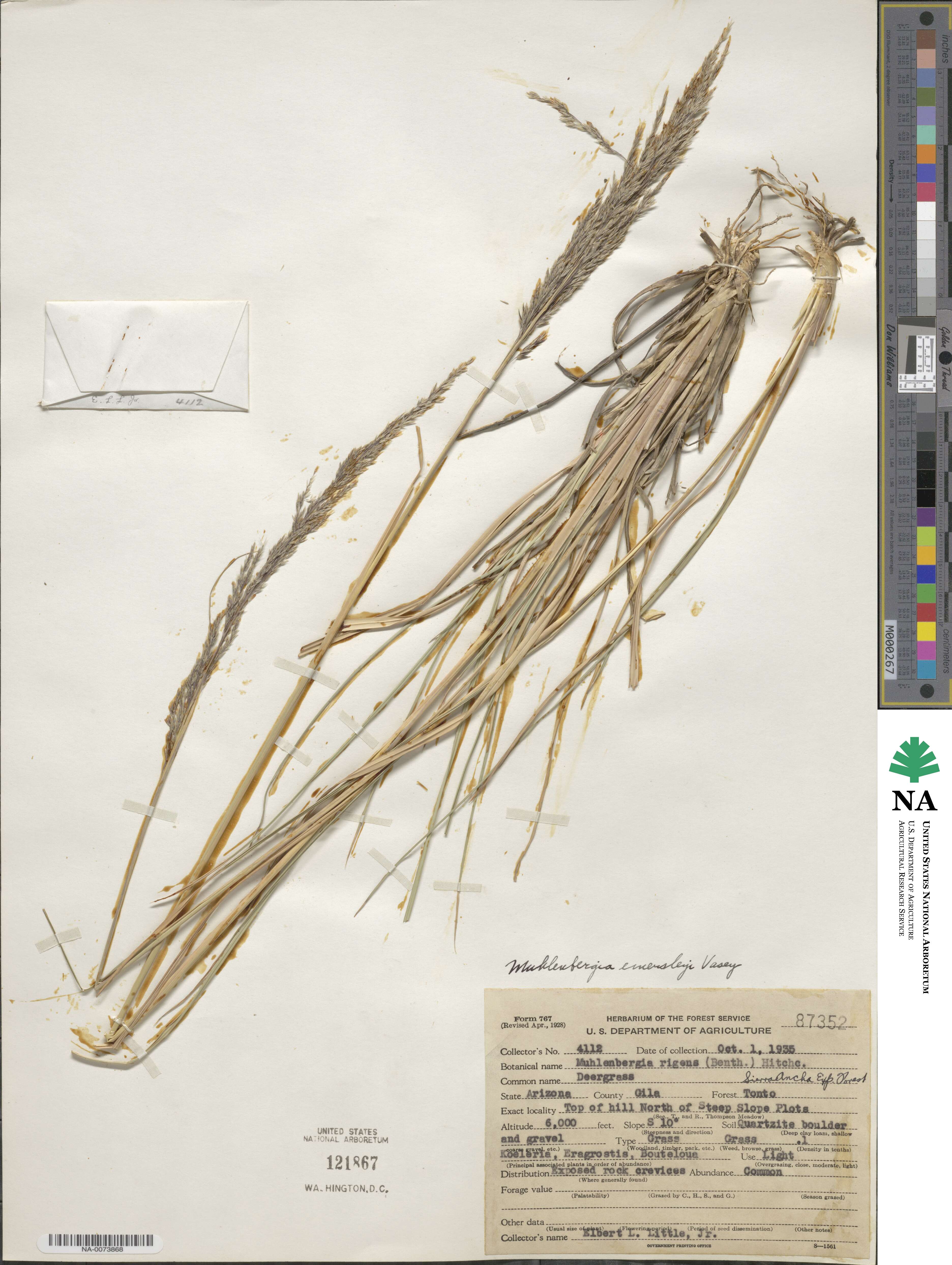 Muhlenbergia emersleyi image