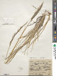 Muhlenbergia emersleyi image