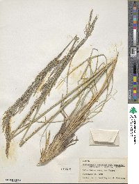 Muhlenbergia emersleyi image