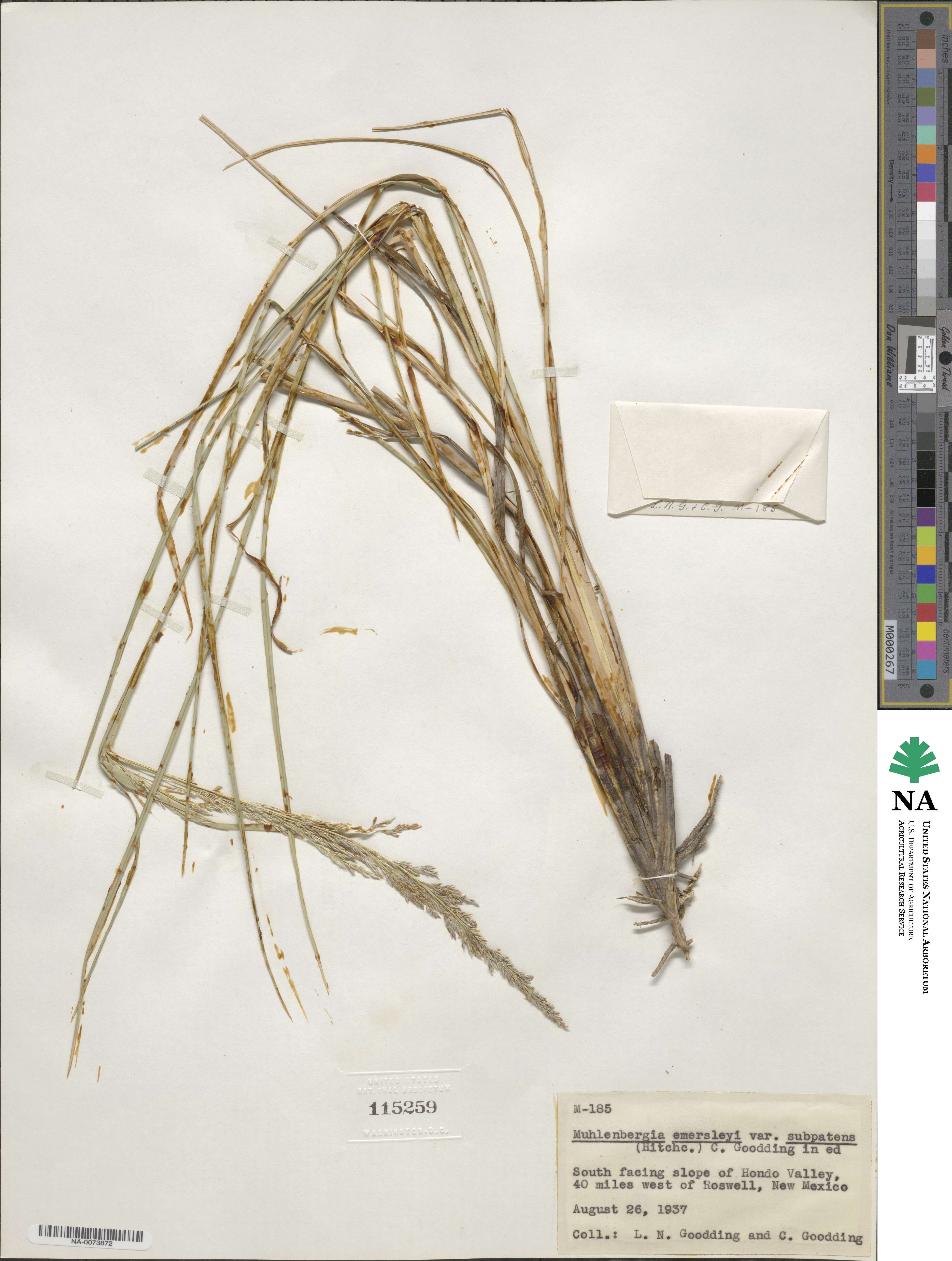 Muhlenbergia emersleyi image