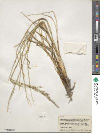 Muhlenbergia emersleyi image