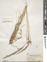 Muhlenbergia emersleyi image