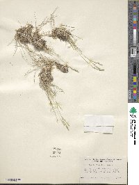 Image of Muhlenbergia filiculmis