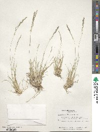 Muhlenbergia filiculmis image