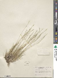 Muhlenbergia filiculmis image