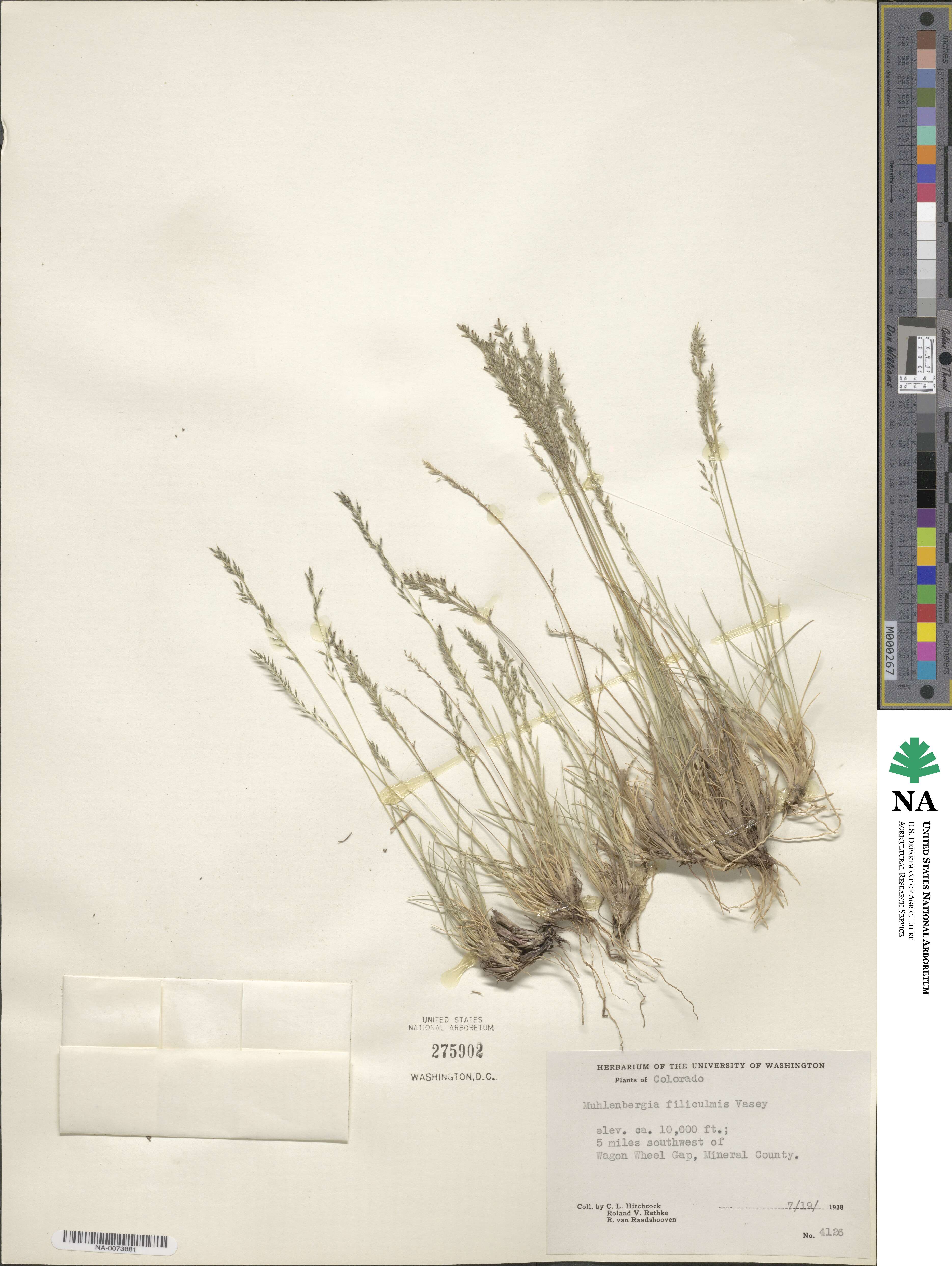 Muhlenbergia filiculmis image