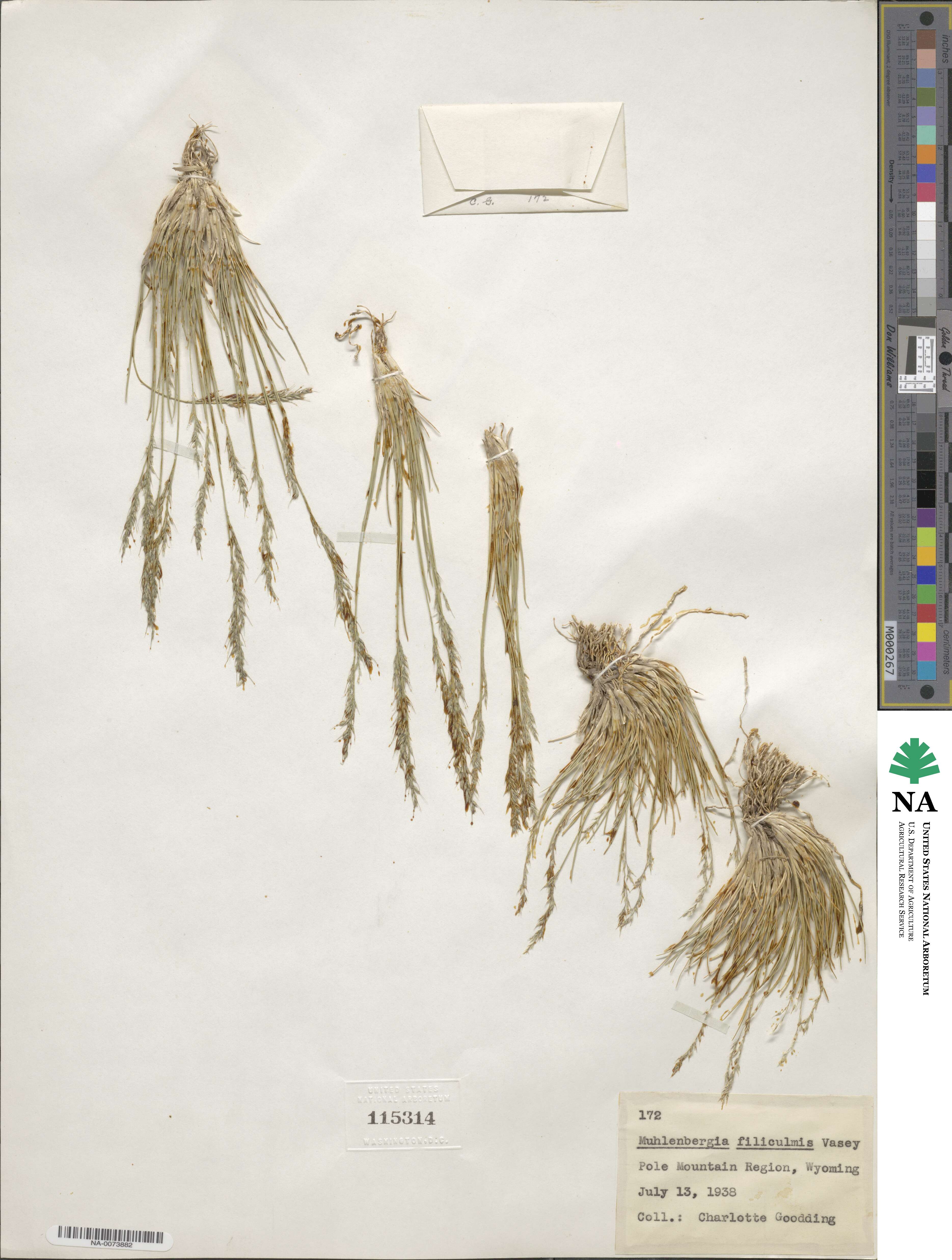 Muhlenbergia filiculmis image