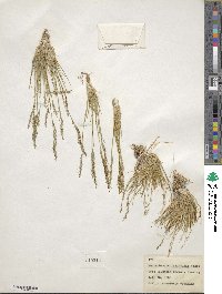 Muhlenbergia filiculmis image