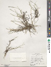 Muhlenbergia filiformis image