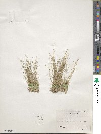 Muhlenbergia filiformis image