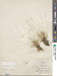 Muhlenbergia filiformis image