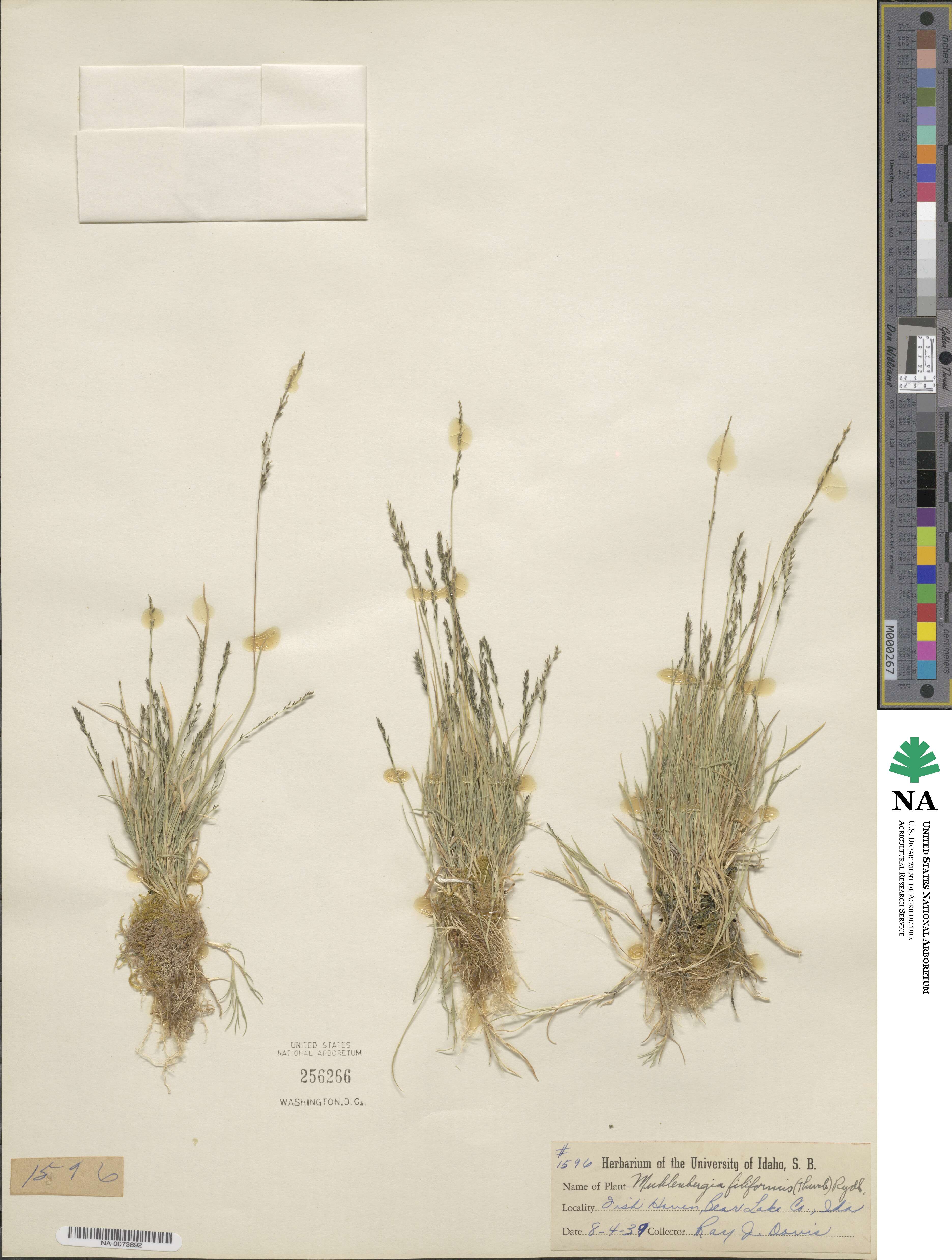 Muhlenbergia filiformis image