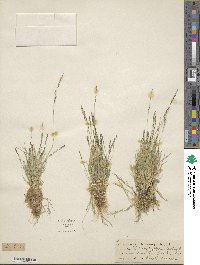 Muhlenbergia filiformis image