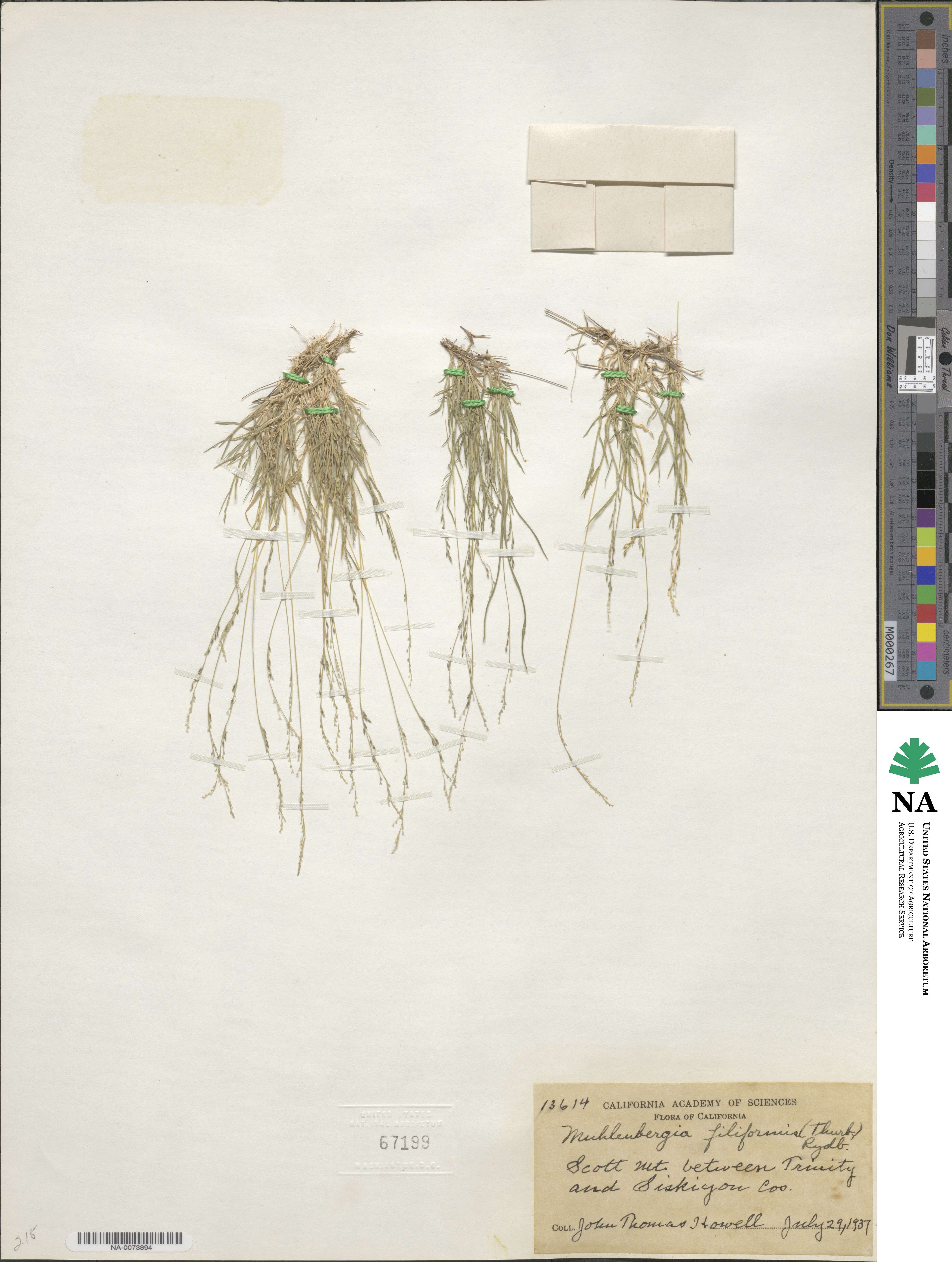 Muhlenbergia filiformis image