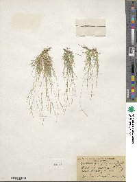 Muhlenbergia filiformis image