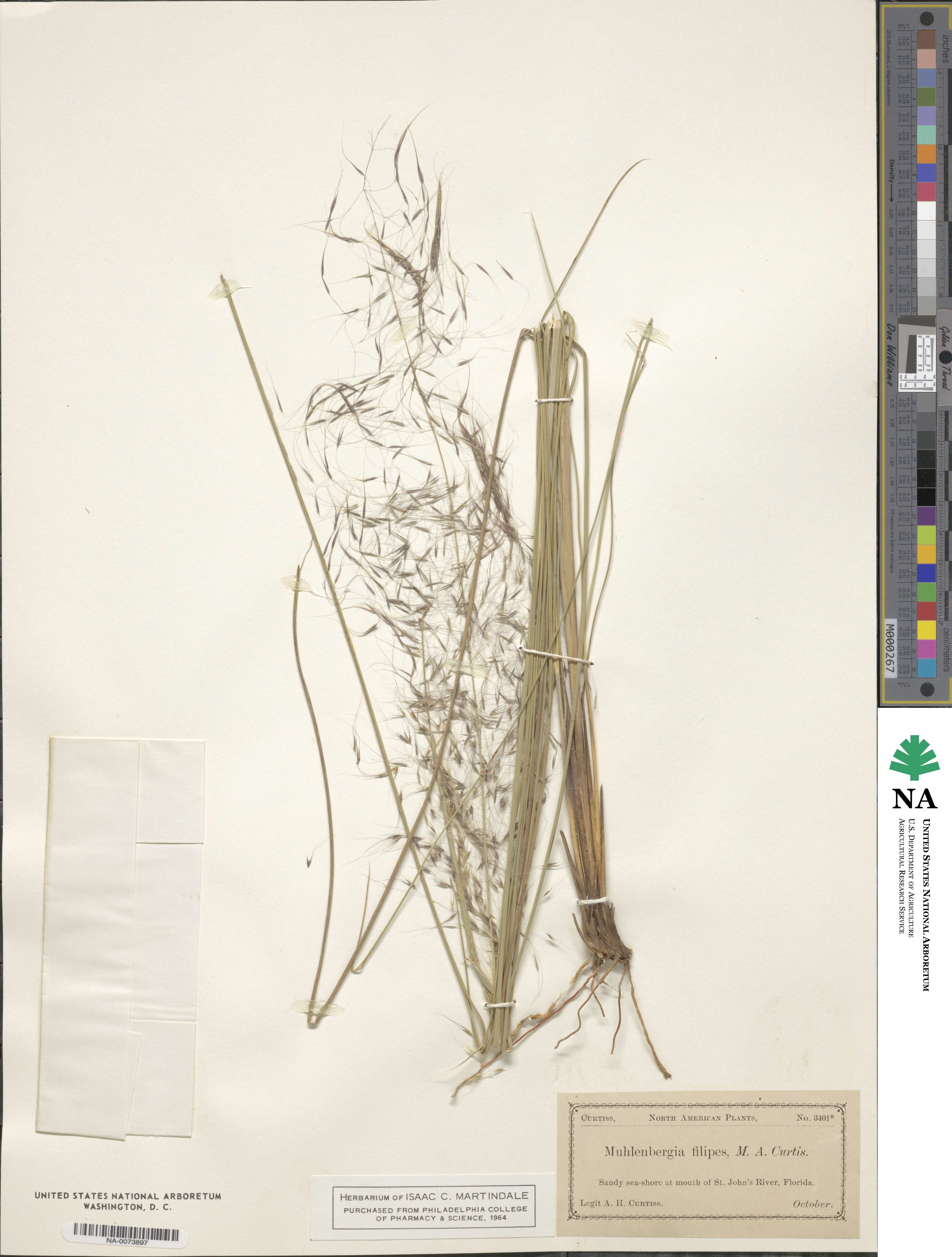 Muhlenbergia sericea image