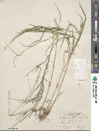 Muhlenbergia mexicana image