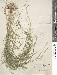 Muhlenbergia mexicana image