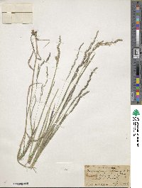 Muhlenbergia mexicana image