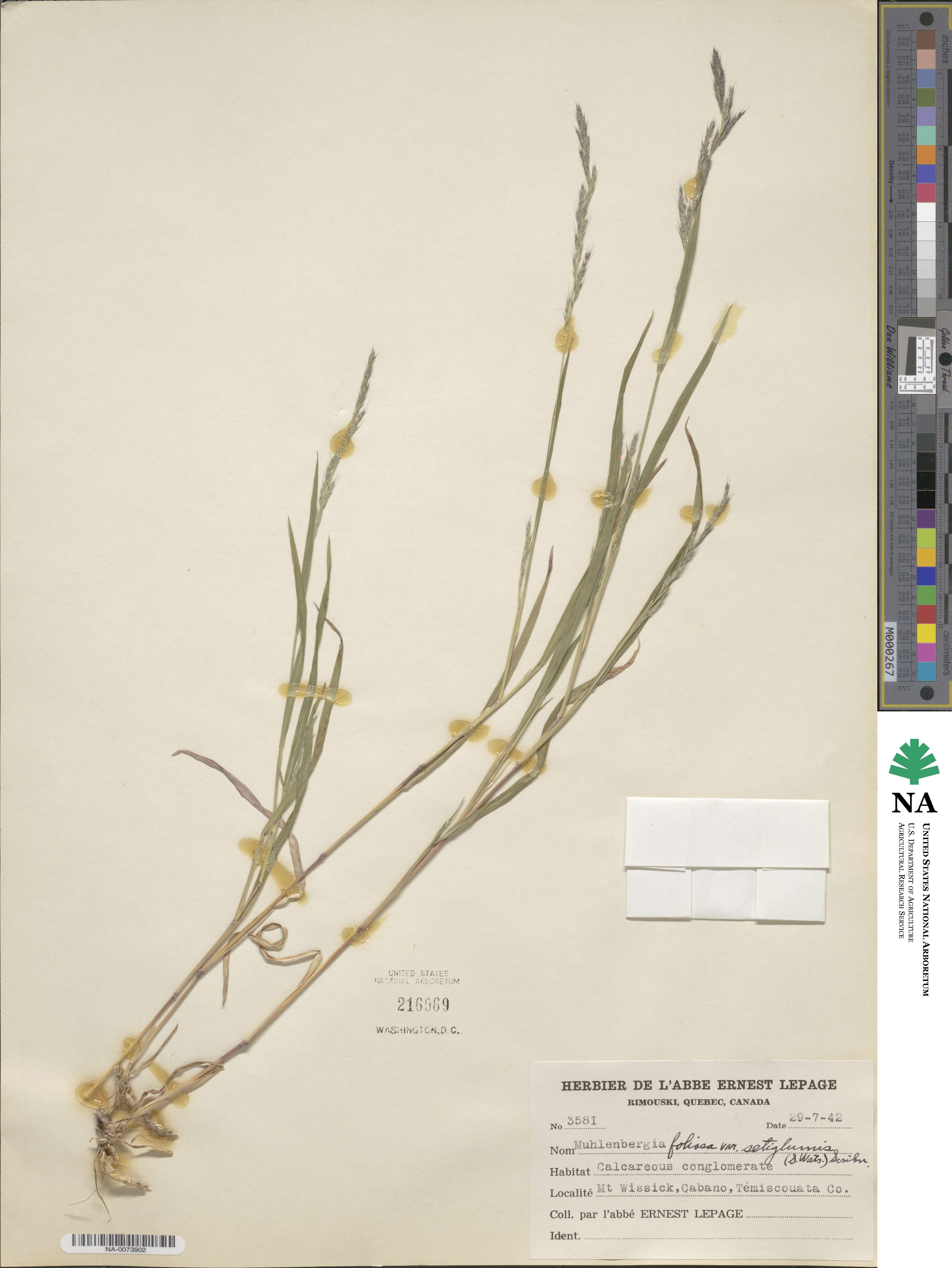 Muhlenbergia mexicana image