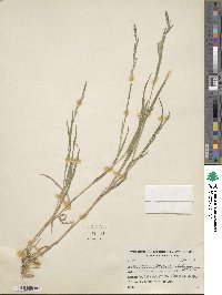 Muhlenbergia mexicana image