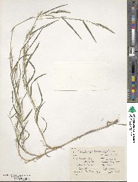 Muhlenbergia frondosa image