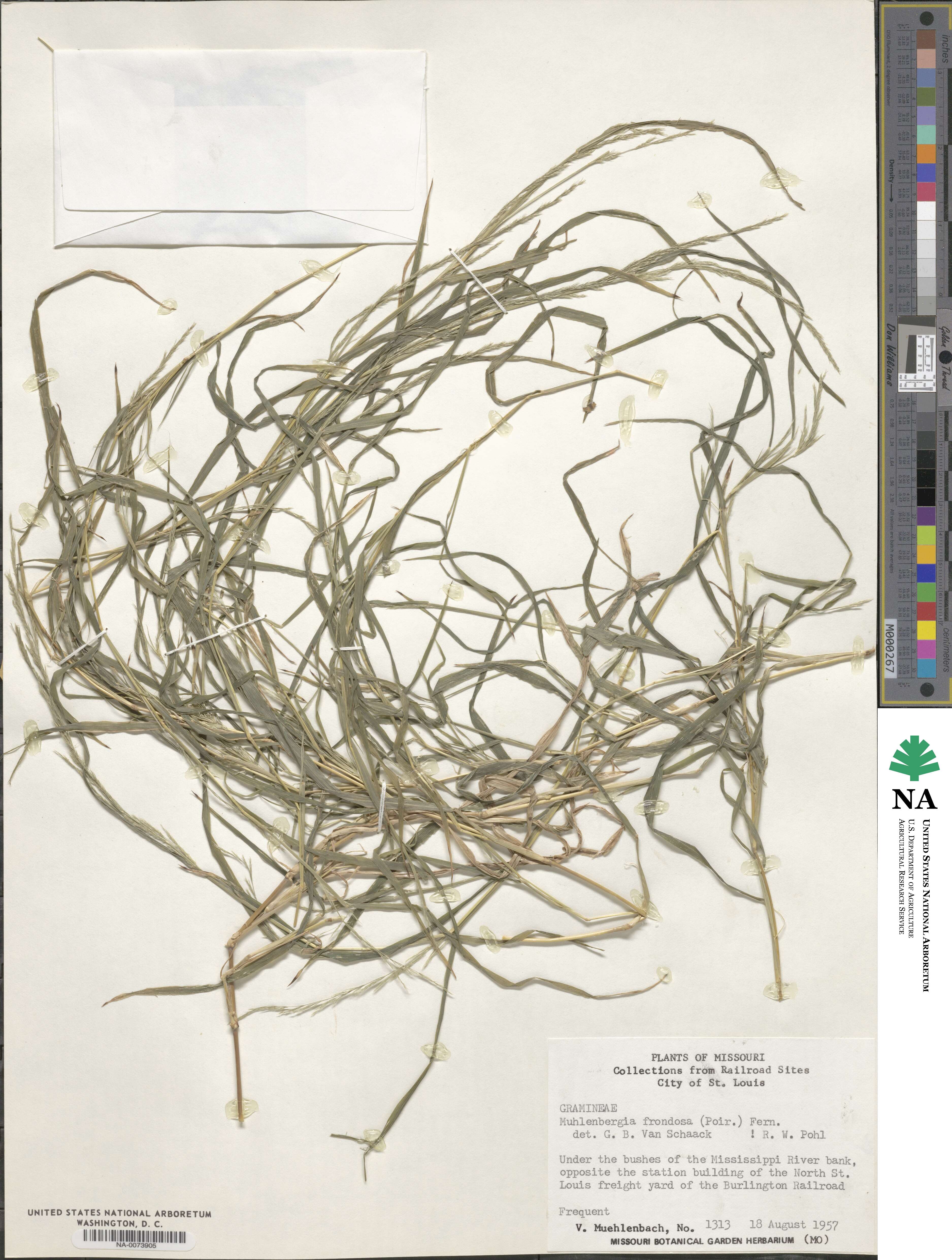 Muhlenbergia frondosa image