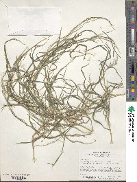 Muhlenbergia frondosa image