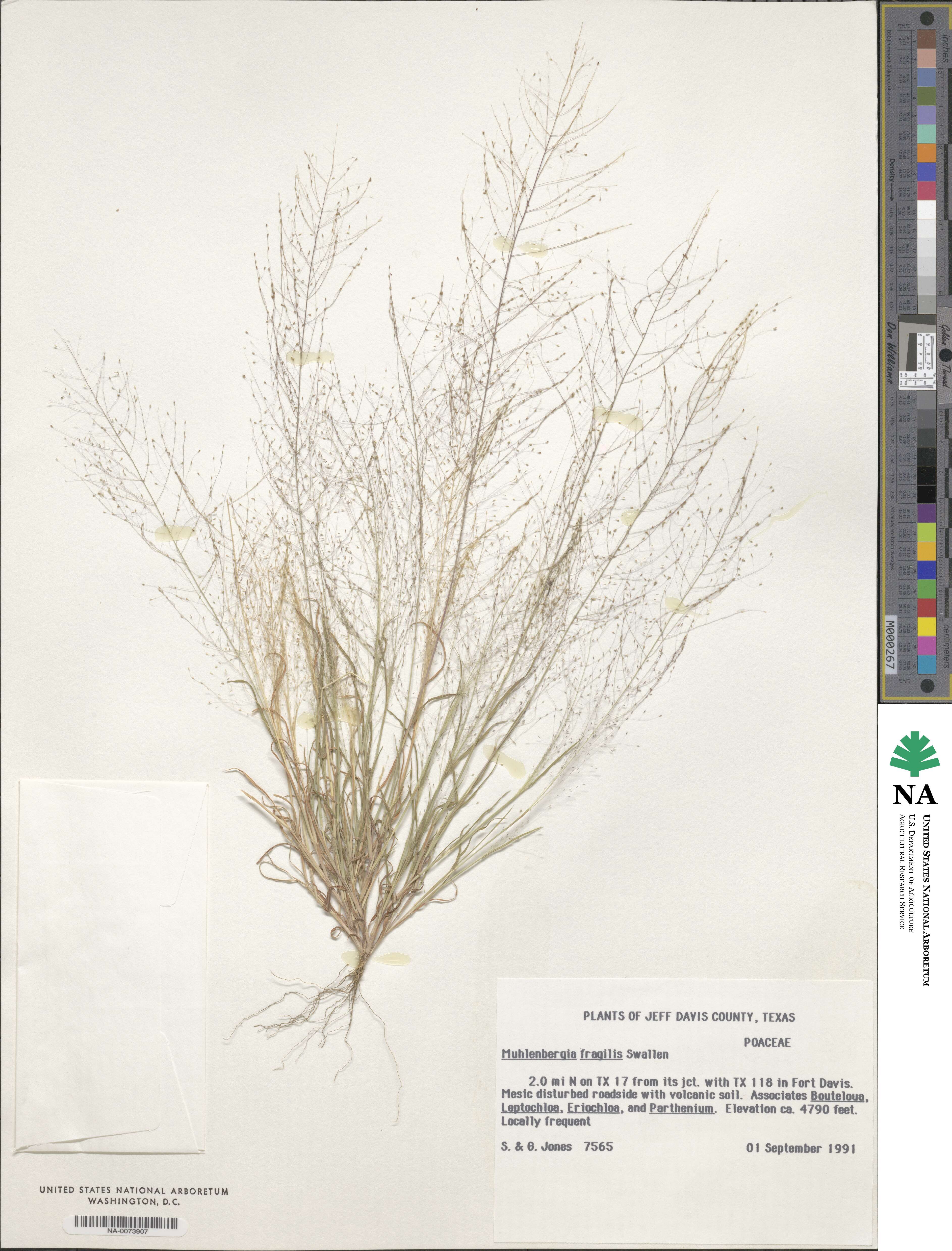 Muhlenbergia fragilis image