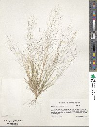 Image of Muhlenbergia fragilis