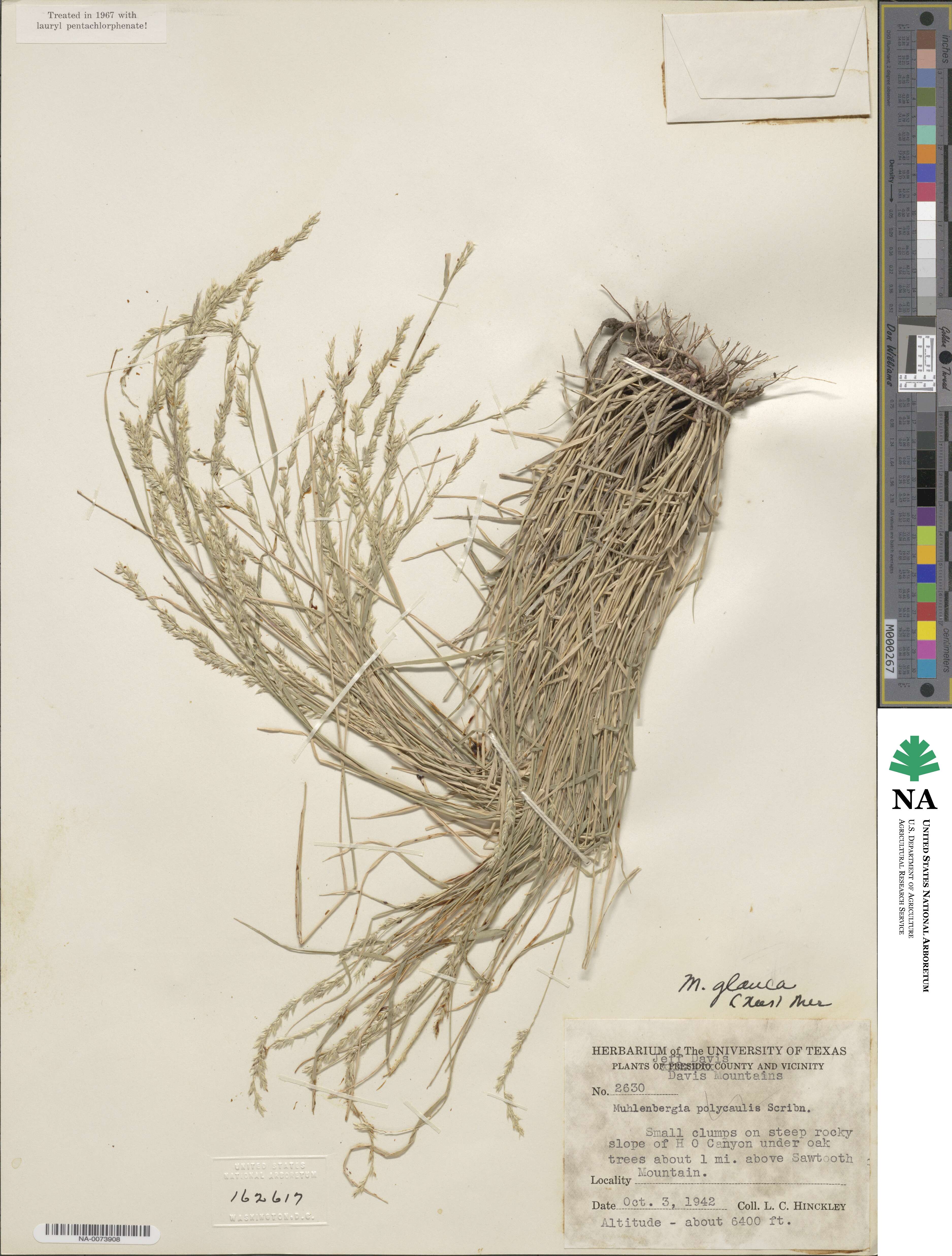 Muhlenbergia glauca image