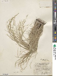 Muhlenbergia glauca image